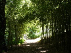 Subtropical Asian Garden