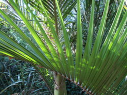 Jardin d'Asie subtropicale
