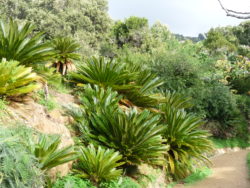 Subtropical Asian Garden