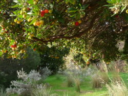 The Californian Garden in Autumn with the blossoming of the arbutus