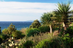 The Canary Islands Garden with its Dragon trees
