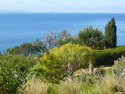 Jardin des Canaries du Domaine du Rayol