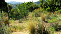 The Californian Garden