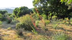 The Californian Garden in spring