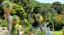 Jardin d'Amérique aride du Domaine du Rayol
