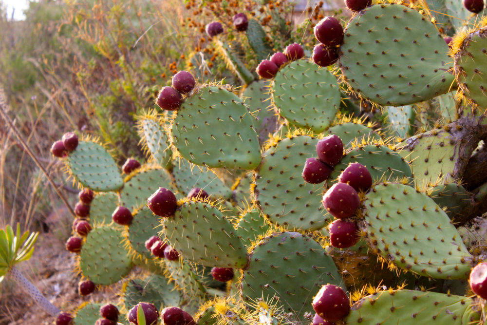 La plante du mois : Opuntia ficus-indica