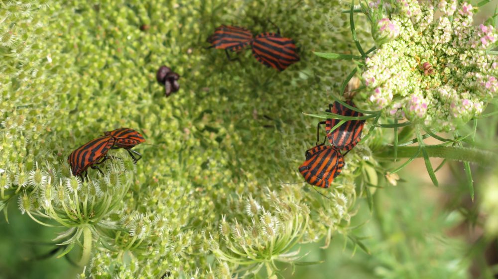 Le conseil des jardiniers : les insectes piqueurs-suceurs