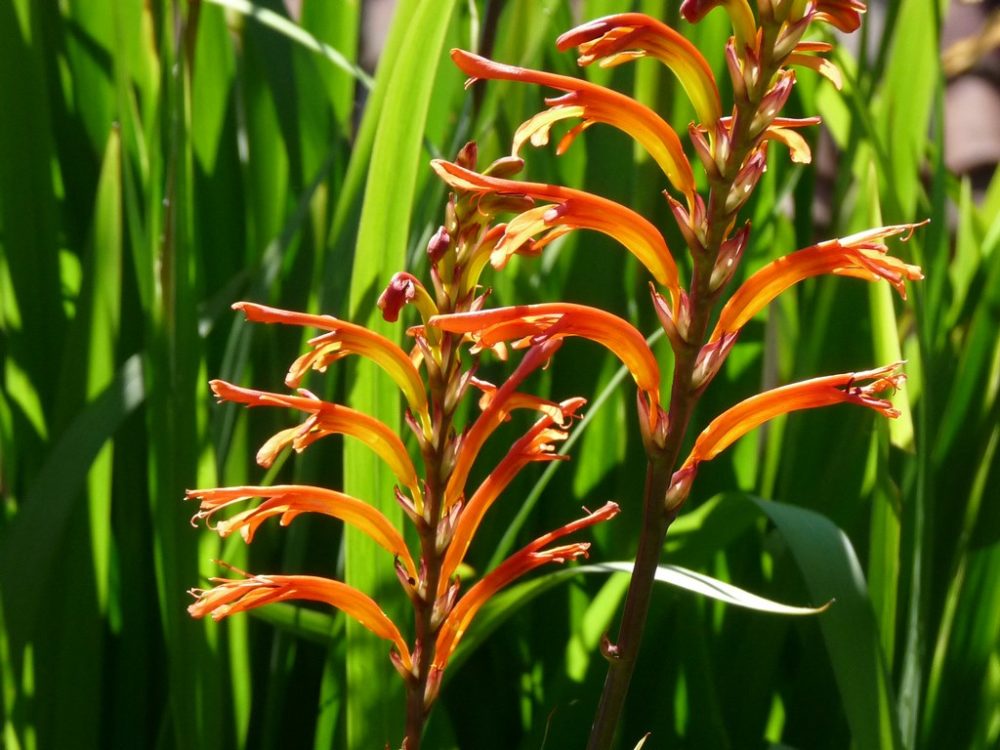 En ce moment au Jardin : février 2017