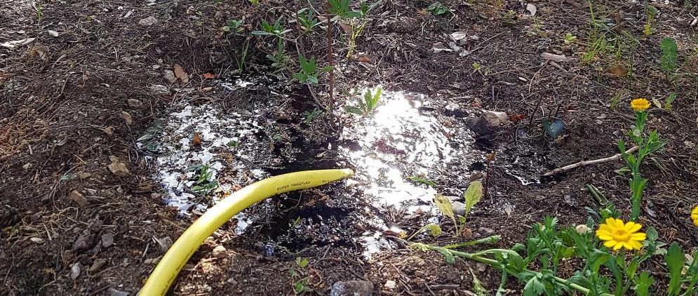 Le conseil des jardiniers : l’arrosage au jardin