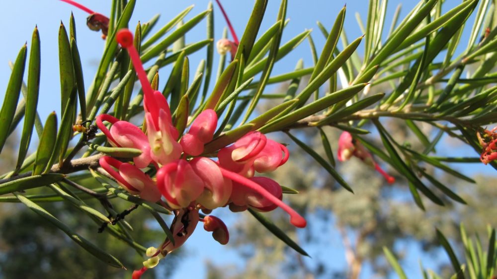 En ce moment au Jardin : janvier 2017