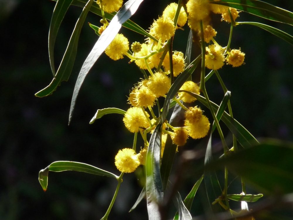 La plante du mois : Le mimosa