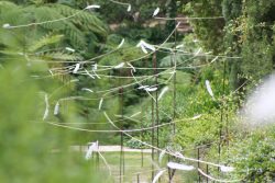 birdland-les-eoliens-domaine-du-rayol-naïs-coscia(70)