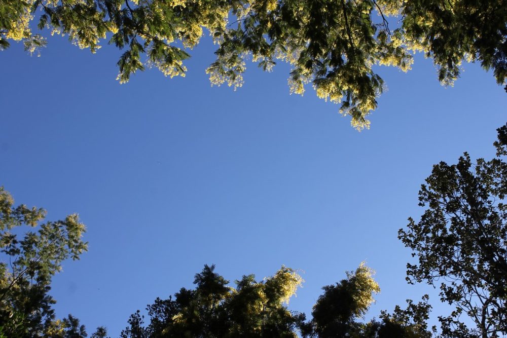 Le conseil des jardiniers : cultiver son mimosa