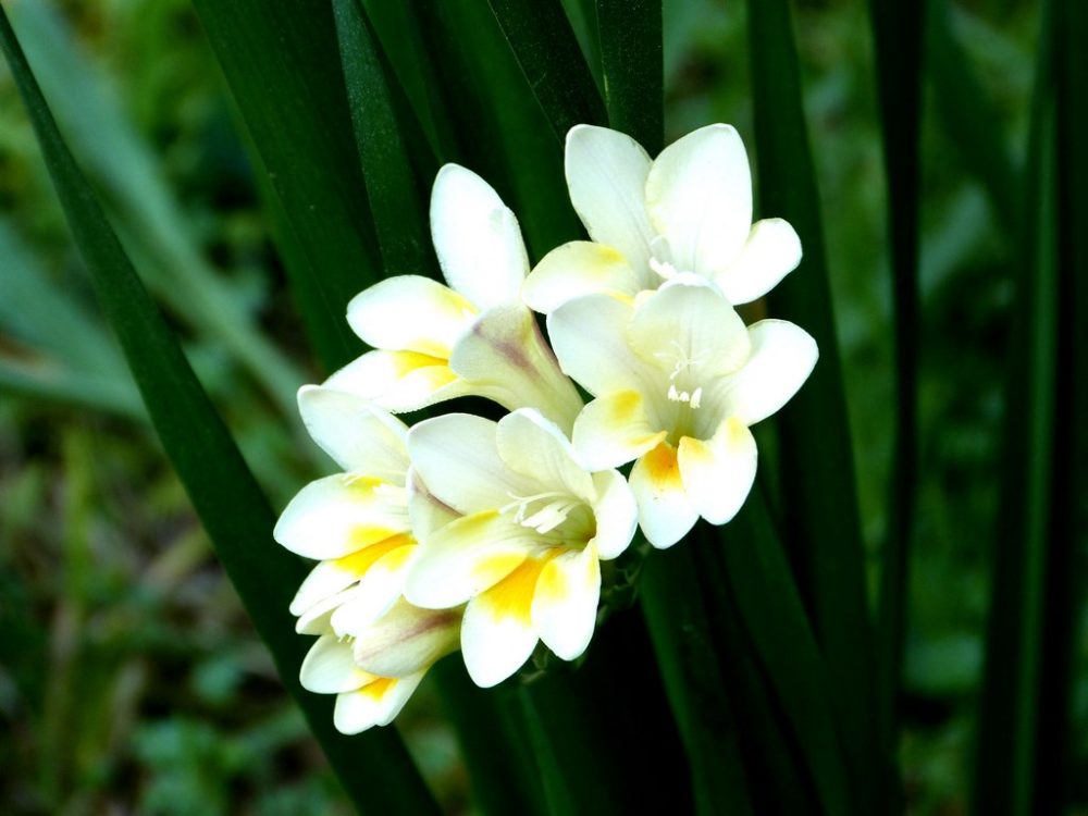 La plante du mois : Freesia