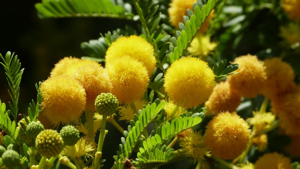 La plante du mois : Acacia karroo