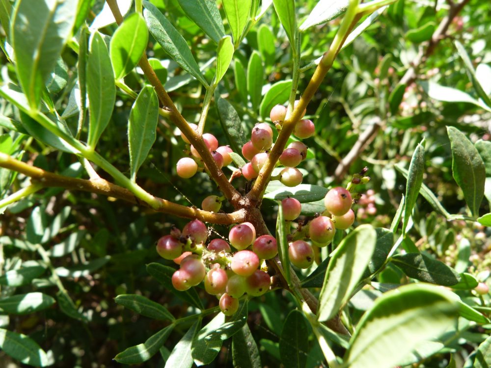 La plante du mois : Pistacia lentiscus