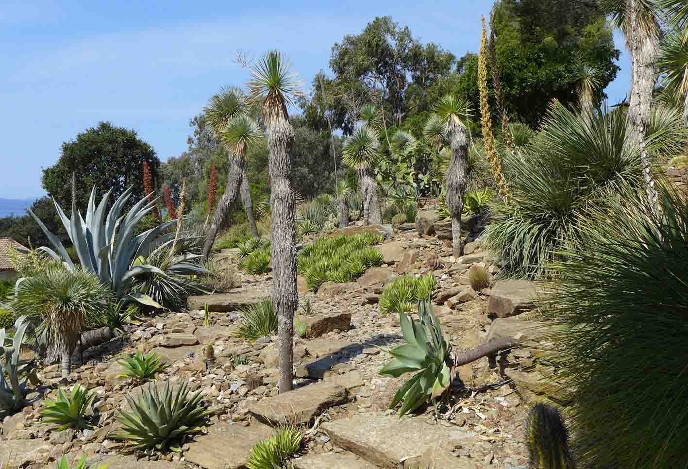 En ce moment au Jardin : la sécheresse