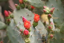 Opuntia bergeriana