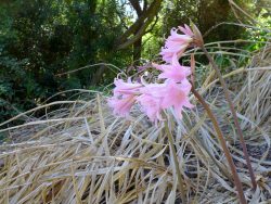 Amaryllis belladonna