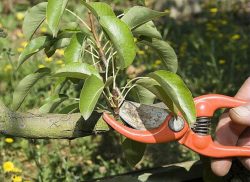 La Taille au Jardin
