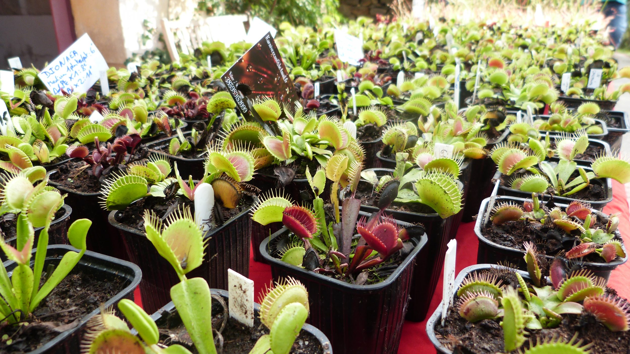 Retour sur Gondwana, la Fête des Plantes méditerranéennes