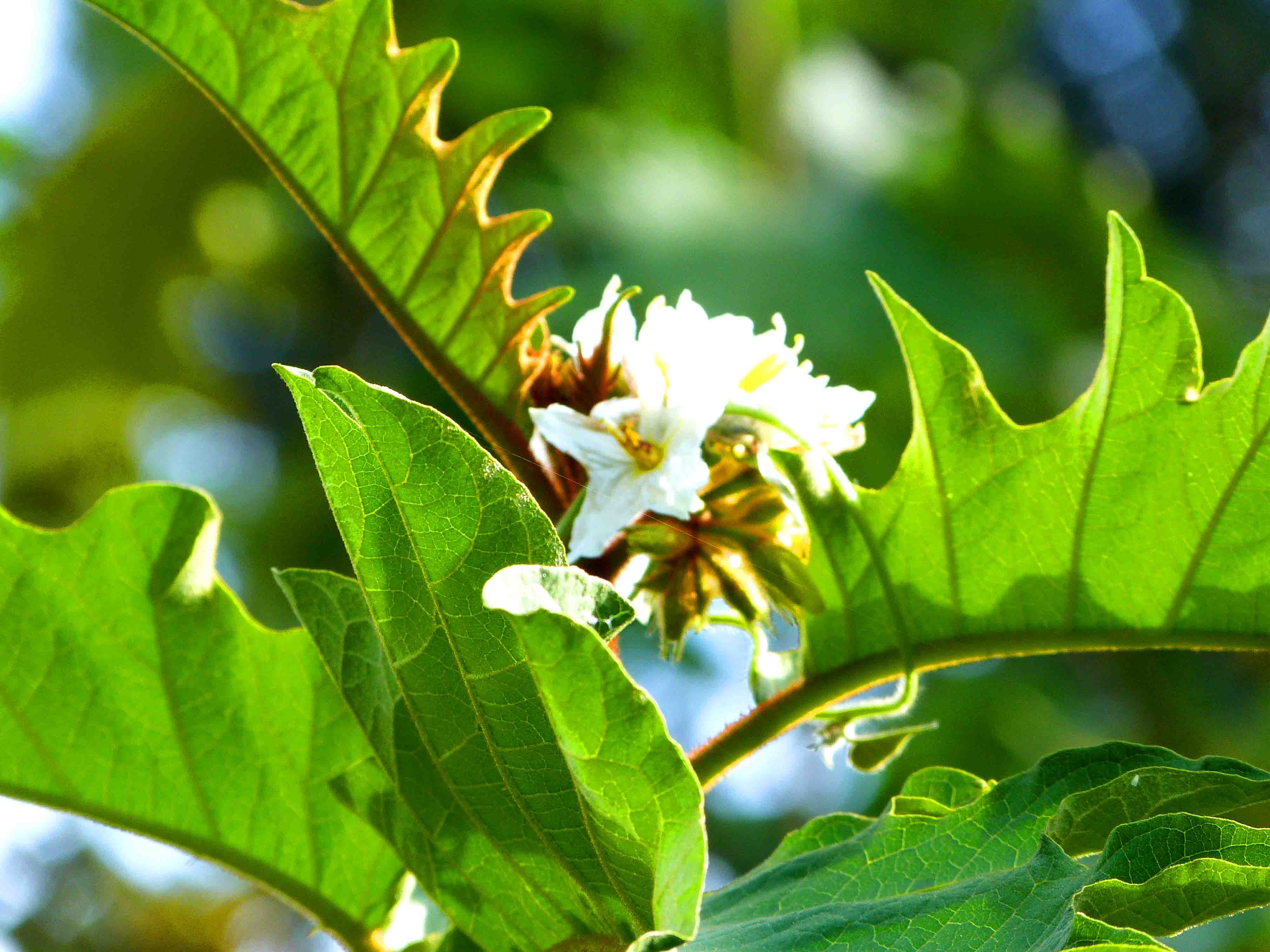 La plante du mois : Solanum chrysotrichum