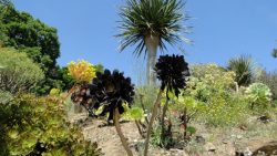 Le Jardin sec