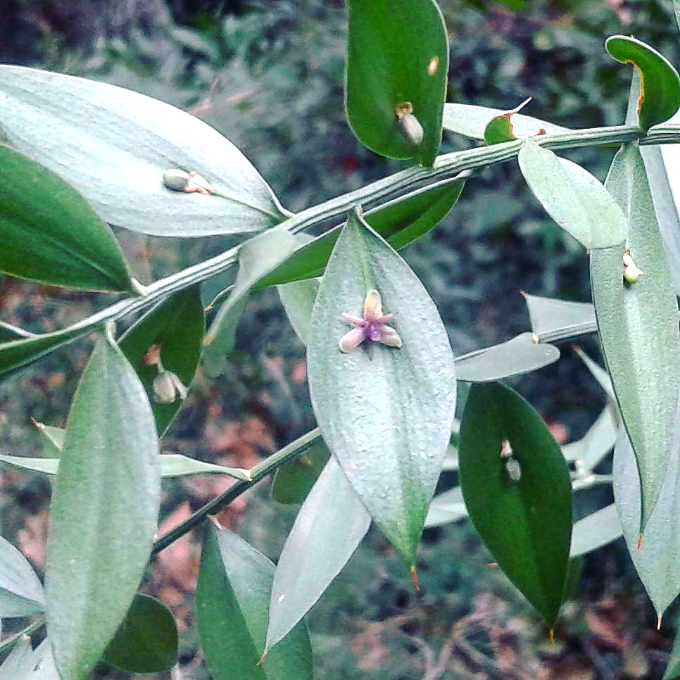 La plante du mois : Ruscus aculeatus