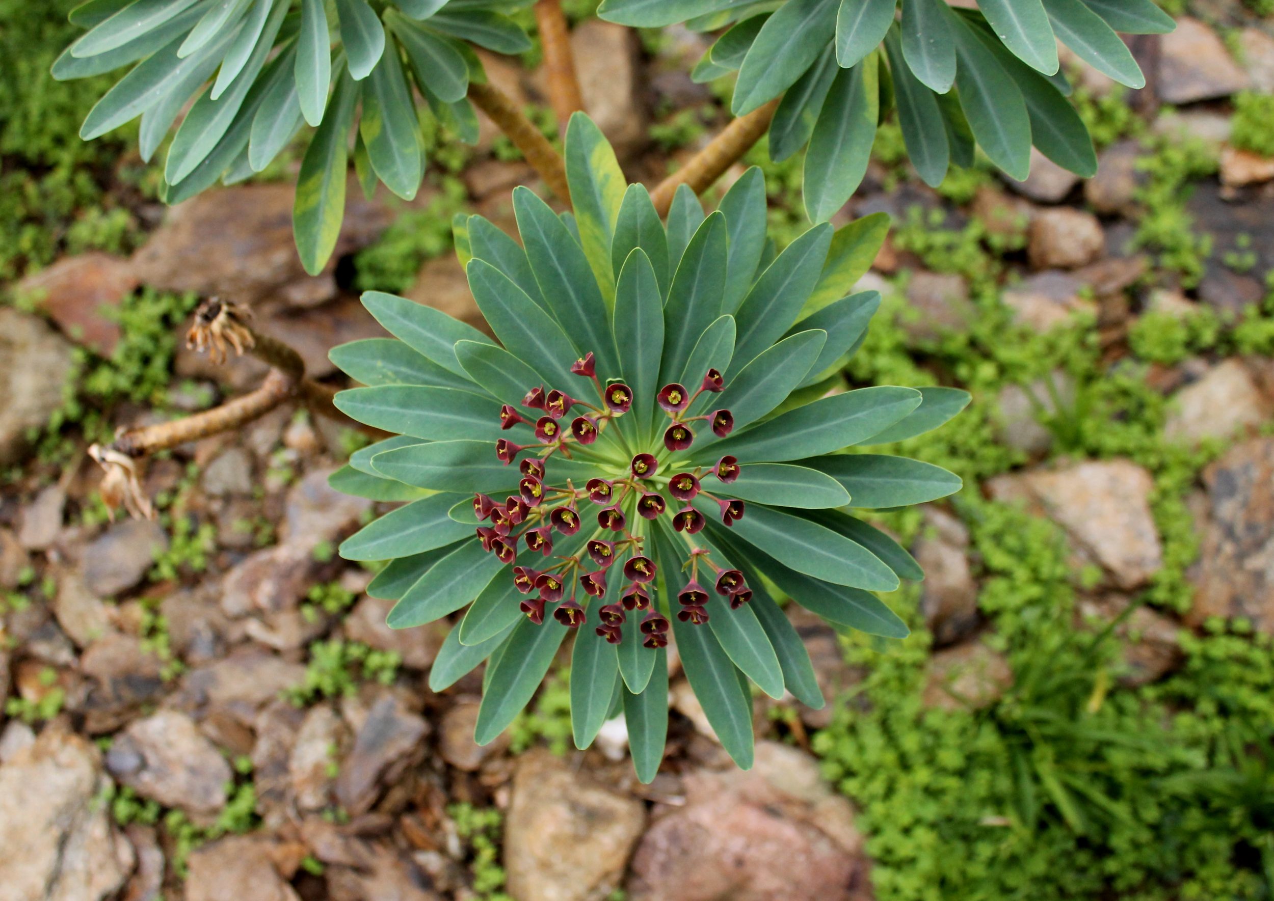 La plante du mois : Euphorbia atropurpurea