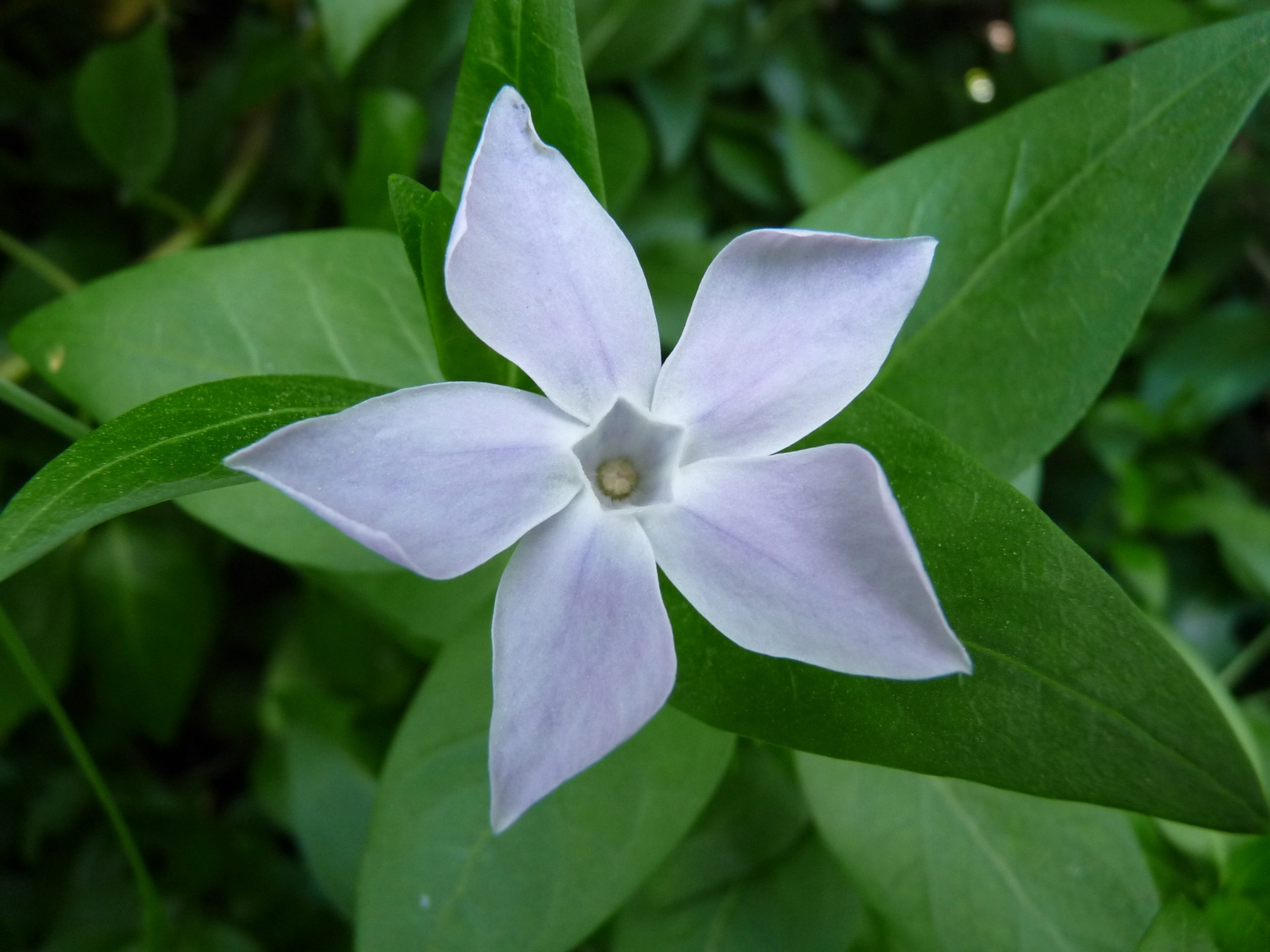 La plante du mois : Vinca major