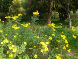 Jardin de Californie, Tagetes Lemmonii
