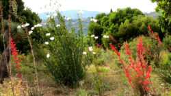 Le Jardin de Californie, le Chaparral