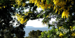 Mimosas dans le Jardin d'Australie au Domaine du Rayol