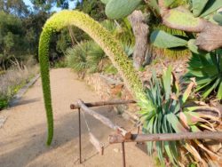 Floraison d'Agave attenuata - Domaine du Rayol