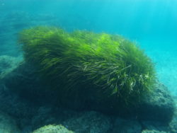 Fonds marins du jardin marin
