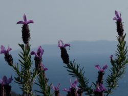 Lavandula stoechas - Domaine du Rayol