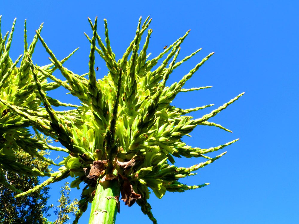 La plante du mois : Puya chilensis