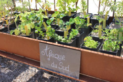 La Pépinière © Domaine du Rayol, Chloé ARREGOCES