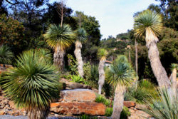 Jardin d'Amérique aride du Domaine du Rayol
