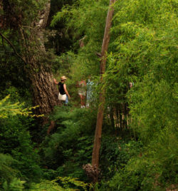 visite-guidee-domaine-du-rayol