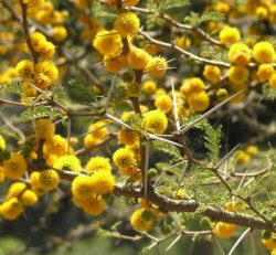 Acacia-caven-fleurs-Domaine-du-Rayol