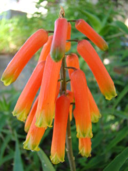 Aloe-ciliaris-fleurs-Domaine-du-Rayol