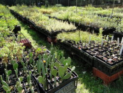Ateliers-et-formations-De la pepinière au jardin-domaine-du-rayol