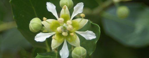 Quillaja-saponaria-fleur-domaine-du-rayol