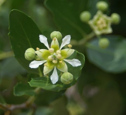 La plante du mois : Quillaja saponaria