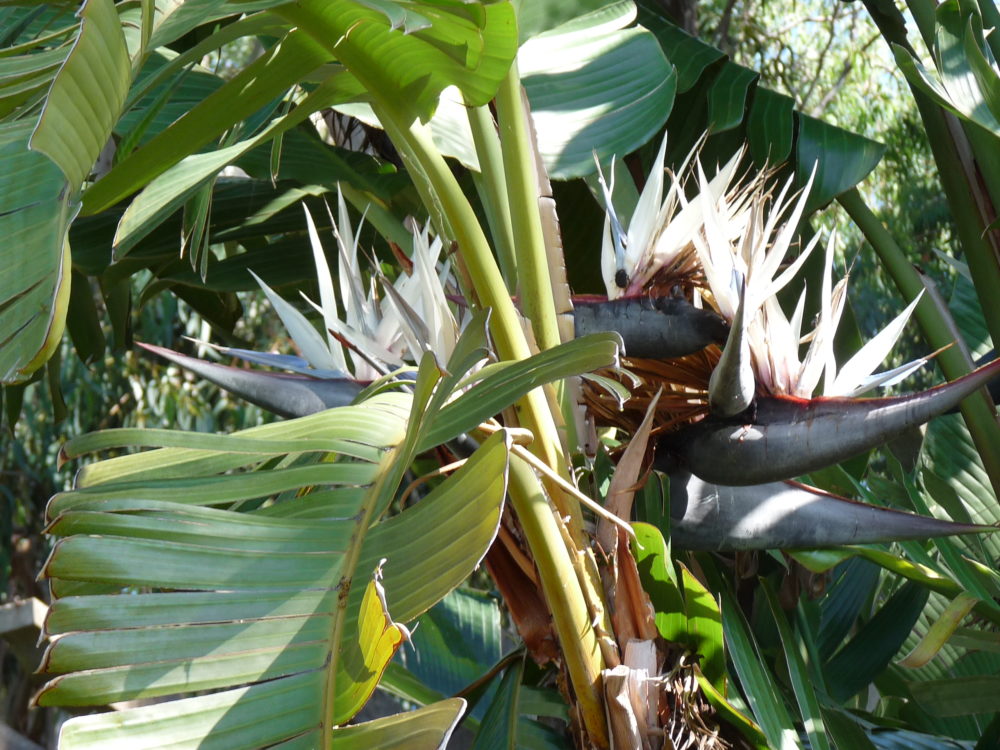 La Plante Du Mois Strelitzia Domaine Du Rayol