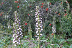 acanthes-et-calistemon-domaine-du-rayol-karine-soton