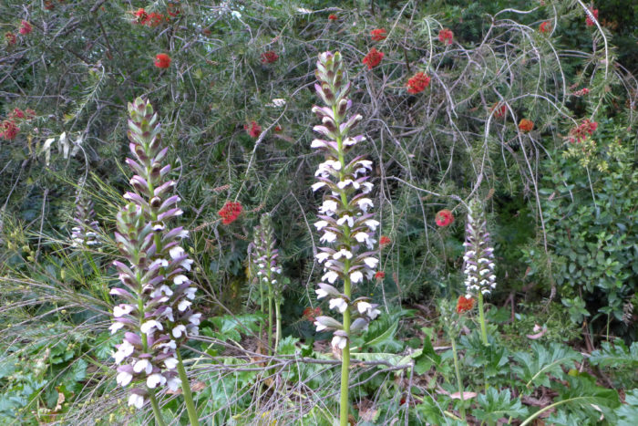 acanthes-et-calistemon-domaine-du-rayol-karine-soton