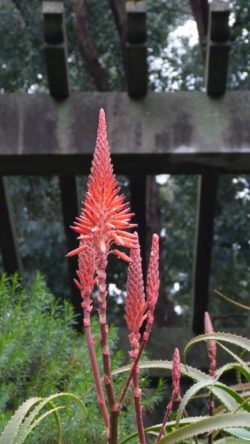 aloe-arborescens-domaine-du-rayol