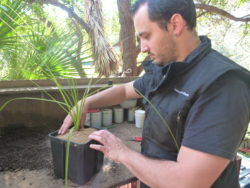 conseil-des-jardiniers-rempotage-domaine-du-rayol-2